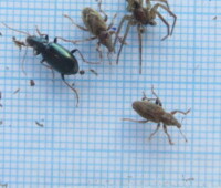 Spider, beetle, and weevils found in tussac habitat, Bense Island. Spider, beetle, and weevils found in tussac habitat, Bense Island.