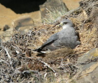 Light-phase variable hawk on nest, Bense Island. Light-phase variable hawk on nest, Bense Island.