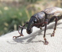 Weevil collected from a pitfall trap. Weevil collected from a pitfall trap.
