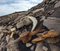 A collection of whale bones on Bense Island. A collection of whale bones on Bense Island.