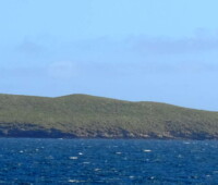 Southern giant petrel soars past Cliff Island. Southern giant petrel soars past Cliff Island.
